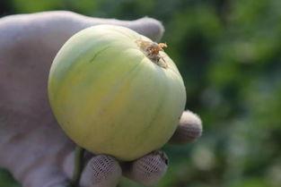 吃瓜718官网进不去了,揭秘背后真相