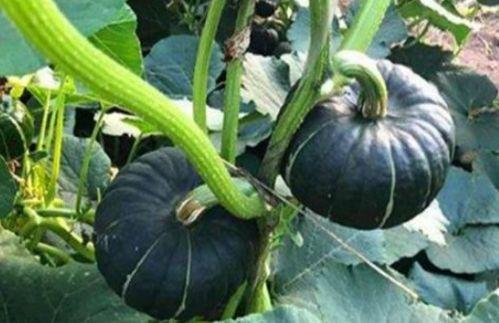 巧乐滋网红吃瓜怎么了,巧乐滋引发的舆论风波揭秘