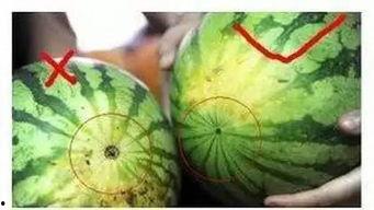 吃瓜独家网,揭秘娱乐圈幕后真相，带你走进明星生活