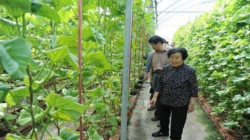 网红爆款吃瓜神器是真的吗,真的还是假的？