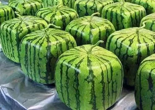 便携吃瓜网,轻松掌握娱乐圈最新动态，随时随地畅享娱乐盛宴