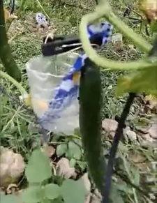 平邑网红吃瓜事件视频,一场网络热议的瓜田奇遇