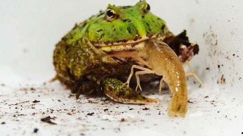 网红蛙在旁边吃瓜,趣味横生一幕引网友热议