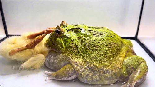 网红蛙在旁边吃瓜,趣味横生一幕引网友热议