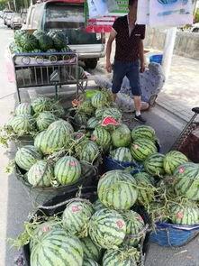 临夏网红吃瓜事件,揭秘网络舆论背后的真相与争议