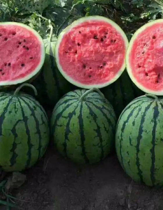 江苏网红吃瓜事件,揭秘网络舆论背后的真相