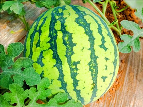 江苏网红吃瓜事件,揭秘网络舆论背后的真相