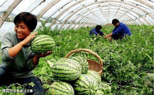 温岭吃瓜婚庆网红,吃瓜群众见证的爱情盛宴