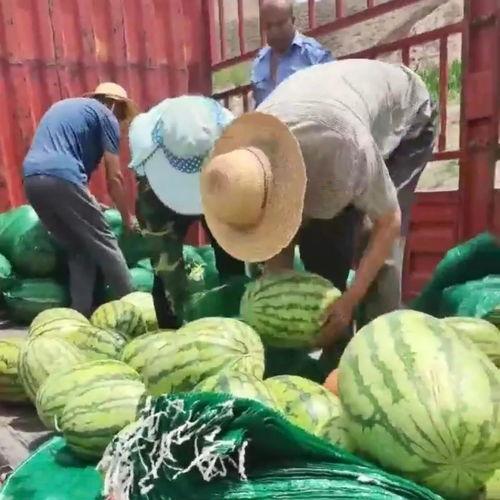 温岭吃瓜婚庆网红,吃瓜群众见证的爱情盛宴