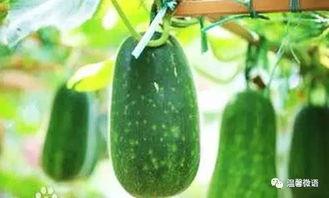 外娱网吃瓜,揭秘娱乐圈背后的惊人真相