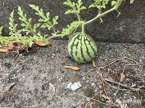 寻找吃瓜网超,超人气娱乐资讯平台的幕后故事