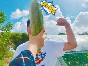 网红婴儿吃瓜,网红婴儿的甜蜜“吃瓜”日常