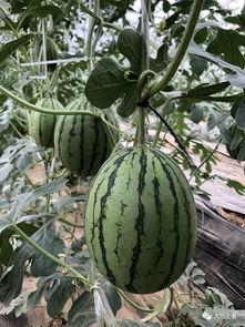 近期网红吃瓜网站是什么,近期火爆网红吃瓜网站，热门事件一网打尽！