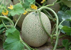 江西网红鹅吃哈密瓜,哈密瓜成新宠！