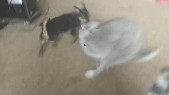 网红视频吃瓜狗,吃瓜狗背后的惊人真相