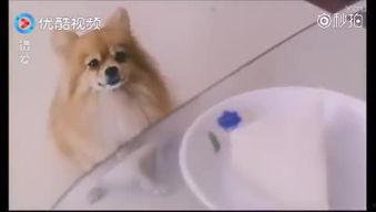 网红视频吃瓜狗,吃瓜狗背后的惊人真相