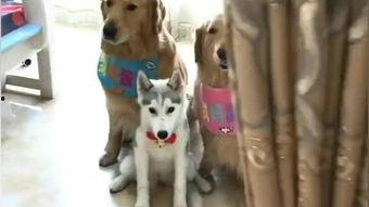 网红视频吃瓜狗,吃瓜狗背后的惊人真相