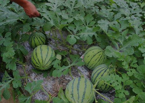 河南搞笑网红吃瓜视频,笑料百出，带你领略网络幽默魅力