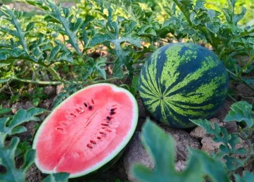 河南搞笑网红吃瓜视频,笑料百出，带你领略网络幽默魅力