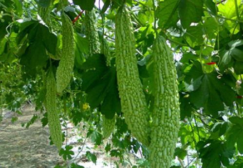 吃瓜退网,揭秘网络舆论背后的真相与反思