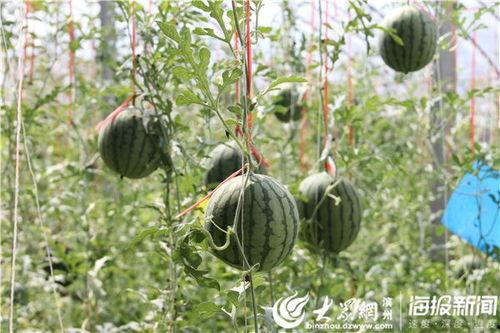 陇南网红的吃瓜视频,揭秘当地美食与趣事