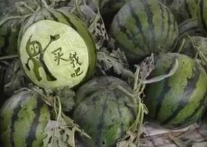 陇南网红的吃瓜视频,揭秘当地美食与趣事