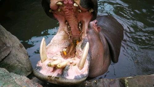 吃瓜网zhan,带你领略网络舆论风向标