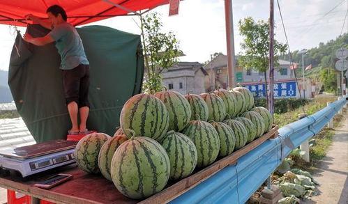 西峡网红吃瓜事件,一场网络狂欢背后的真相揭秘