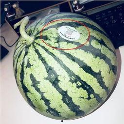 郯城网红吃瓜,揭秘当地美食背后的故事