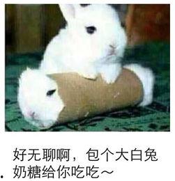 一起作业网吃瓜兔头像,揭秘一起作业网吃瓜兔头像背后的故事