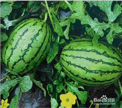 51大赛吃瓜网反差,揭秘明星反差萌，笑料百出幕后故事