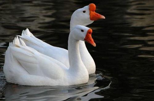 网红大鹅吃瓜视频下载