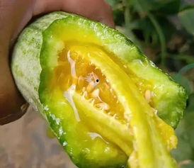 在哪吃网红的瓜,探寻“在哪吃网红的瓜”背后的故事