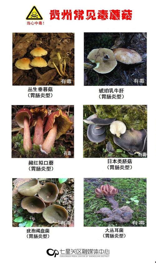 蘑菇爆料网每日爆料黑料吃瓜,每日黑料揭秘，吃瓜群众狂欢时刻