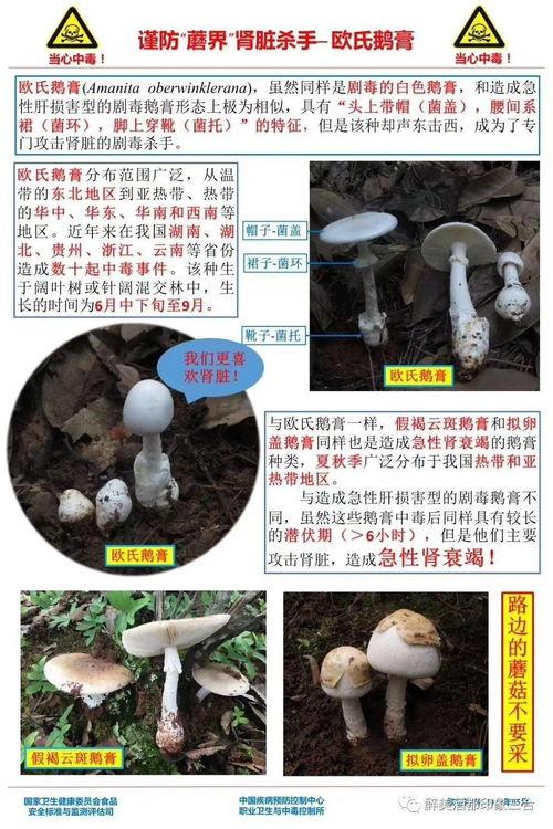 蘑菇爆料网每日爆料黑料吃瓜,每日黑料揭秘，吃瓜群众狂欢时刻