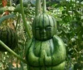 兴化网红吃瓜事件真相,真相背后的网络风波