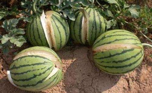 兴化网红吃瓜事件真相,真相背后的网络风波