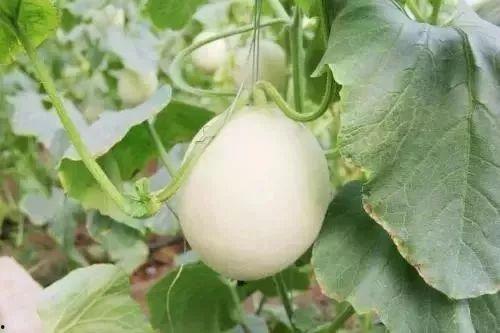 合肥网红吃瓜事件,揭秘网络舆论的风暴与真相