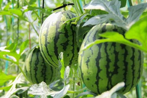 吃瓜网是什么瓜,带你领略网络世界的“瓜田”盛景