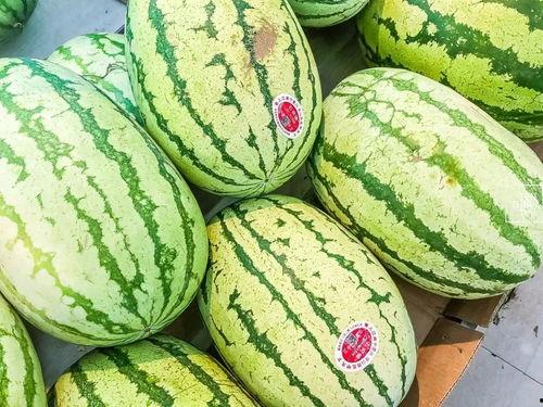 吃瓜网是什么瓜,带你领略网络世界的“瓜田”盛景