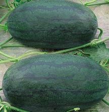 山东两位网红吃瓜视频大全