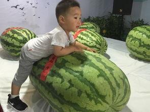 永年网吃瓜事件最新情况,最新进展揭秘，真相逐渐浮出水面