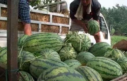 农村吃瓜网,揭秘乡村生活趣味，畅享田园风光