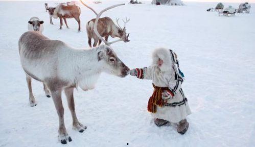 网红驯鹿吃瓜视频,萌态十足引网友热议