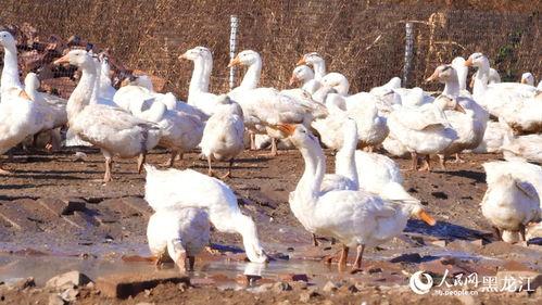 网红大鹅吃瓜视频大全,笑料百出，欢乐无限