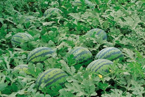 溧阳网红吃瓜群微信,揭秘网络社交圈的趣味与争议