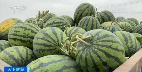 四个字网红吃瓜,揭秘网络红人的幕后故事