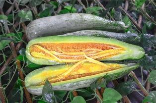 网红吃瓜视频最新