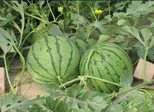 浚县网红吃瓜事件,一场网络舆论的风暴与反思