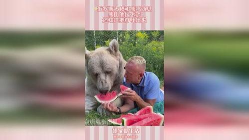 网红熊吃瓜视频原版